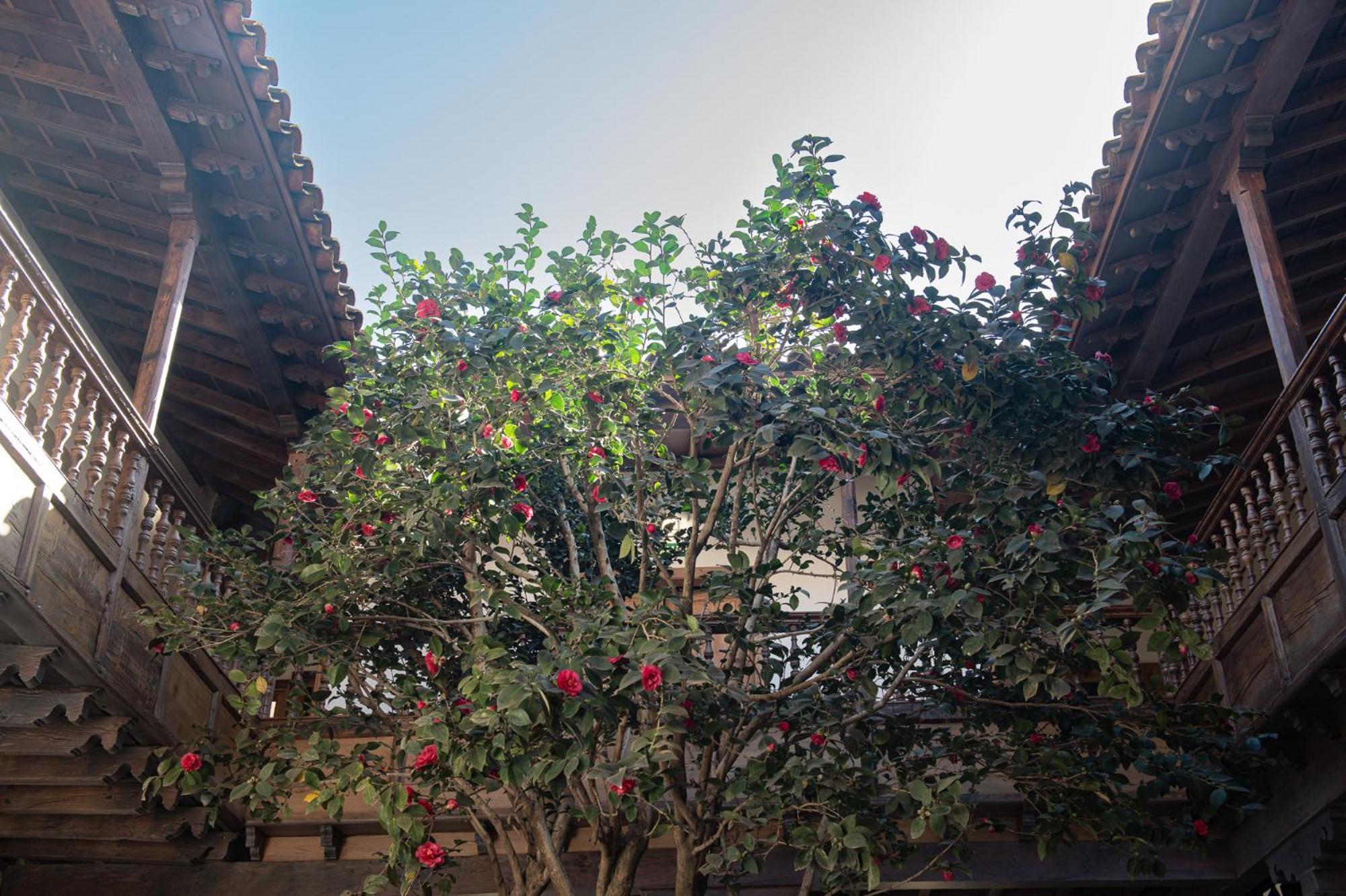 La Casa De La Camelia Hotell La Laguna  Exteriör bild